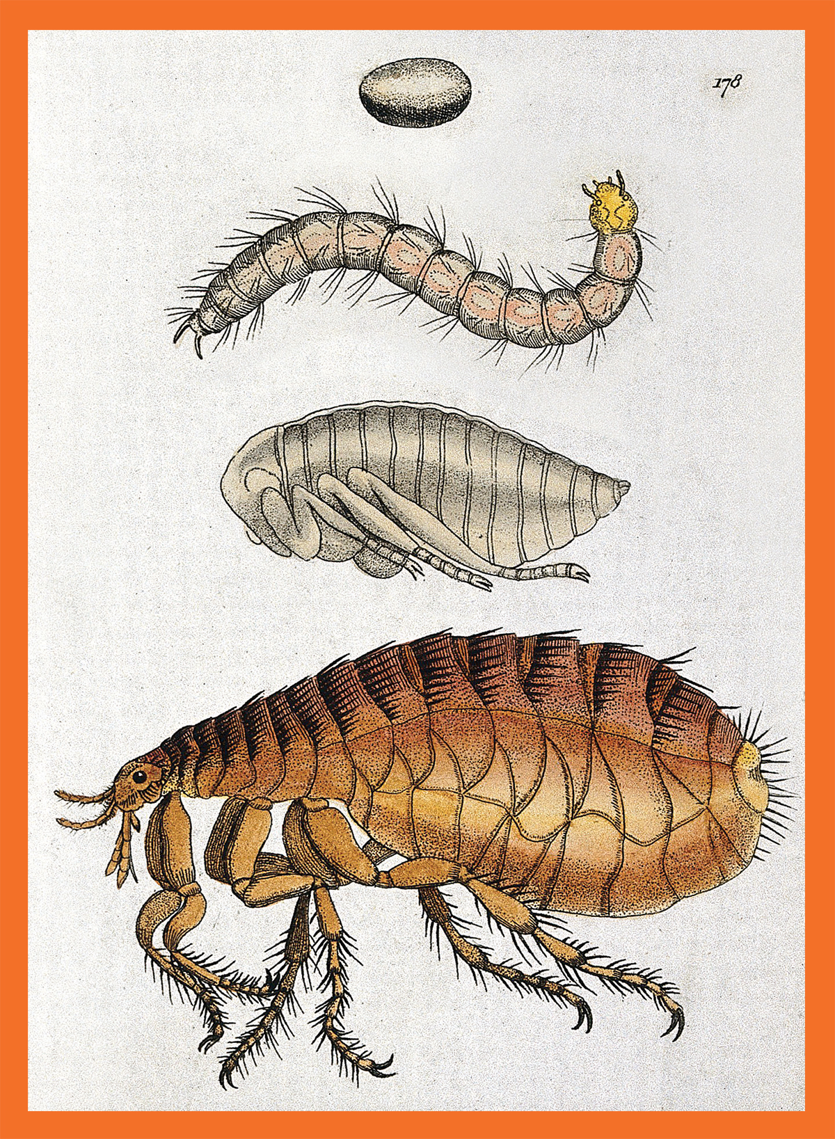 Significance of flea lifecycles Significance of flea lifecycles